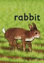 Rabbit