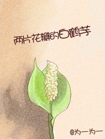 2片花瓣的白鹤芋
